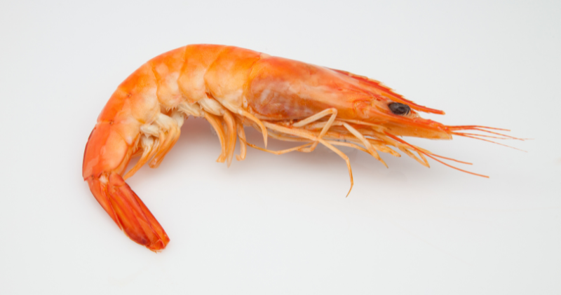 Can I Eat Shrimp?