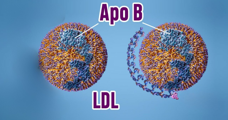 Difference Between LDL and ApoB